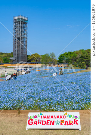 春天的濱名湖庭園，粉蝶花盛開（靜岡縣濱松市） 125661979