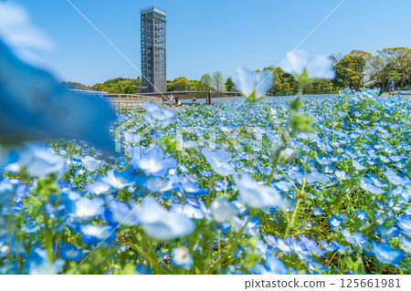 Spring at Lake Hamana Garden Park, nemophila in full bloom (Hamamatsu City, Shizuoka Prefecture) Spring at Lake Hamana Garden Park, nemophila in full bloom (Hamamatsu City, Shizuoka Prefecture) 125661981