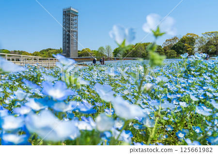 Spring at Lake Hamana Garden Park, nemophila in full bloom (Hamamatsu City, Shizuoka Prefecture) Spring at Lake Hamana Garden Park, nemophila in full bloom (Hamamatsu City, Shizuoka Prefecture) 125661982