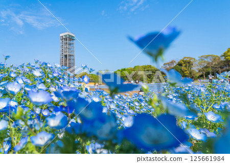Spring at Lake Hamana Garden Park, nemophila in full bloom (Hamamatsu City, Shizuoka Prefecture) 125661984