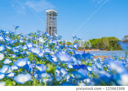 春天的濱名湖庭園,粉蝶花盛開(靜岡縣濱松市) 春天的濱名湖庭園,粉蝶花盛開(靜岡縣濱松市) 125661986