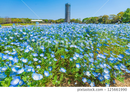 Spring at Lake Hamana Garden Park, nemophila in full bloom (Hamamatsu City, Shizuoka Prefecture) Spring at Lake Hamana Garden Park, nemophila in full bloom (Hamamatsu City, Shizuoka Prefecture) 125661990