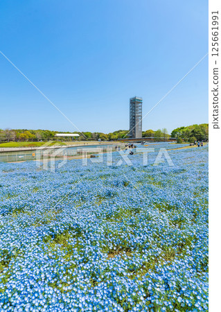 春天的濱名湖庭園，粉蝶花盛開（靜岡縣濱松市） 125661991