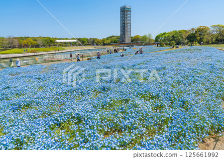 春天的濱名湖庭園，粉蝶花盛開（靜岡縣濱松市） 125661992