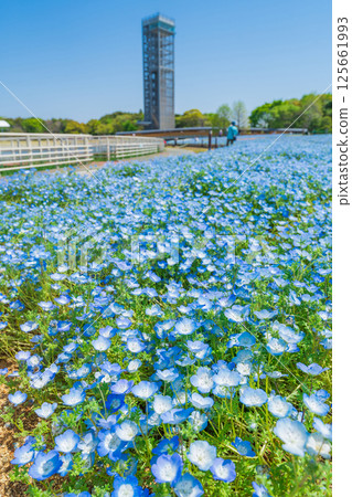 春天的濱名湖庭園,粉蝶花盛開(靜岡縣濱松市) 春天的濱名湖庭園,粉蝶花盛開(靜岡縣濱松市) 125661993