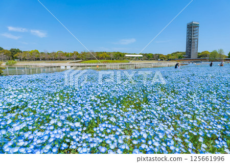 Spring at Lake Hamana Garden Park, nemophila in full bloom (Hamamatsu City, Shizuoka Prefecture) Spring at Lake Hamana Garden Park, nemophila in full bloom (Hamamatsu City, Shizuoka Prefecture) 125661996