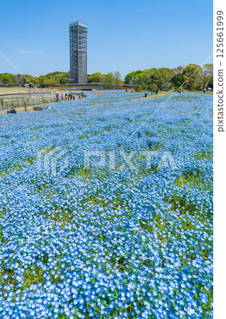Spring at Lake Hamana Garden Park, nemophila in full bloom (Hamamatsu City, Shizuoka Prefecture) Spring at Lake Hamana Garden Park, nemophila in full bloom (Hamamatsu City, Shizuoka Prefecture) 125661999