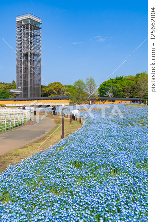 Spring at Lake Hamana Garden Park, nemophila in full bloom (Hamamatsu City, Shizuoka Prefecture) 125662004