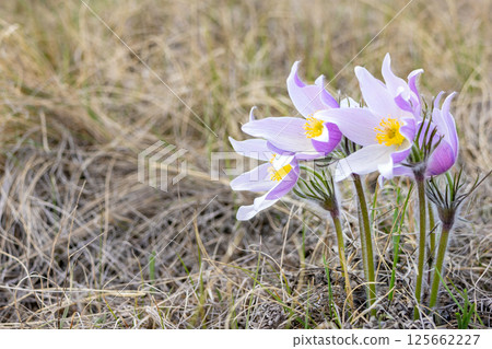 Prairie crocus or Pulsatilla patens grow in the wild in spring. Prairie crocus or Pulsatilla patens grow in the wild in spring. 125662227