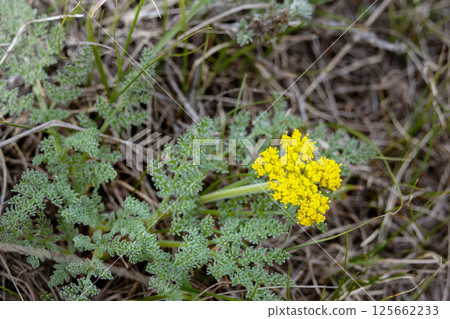 Yellow flowers of Lomatium or Spring gold grow in the wilderness. 125662233