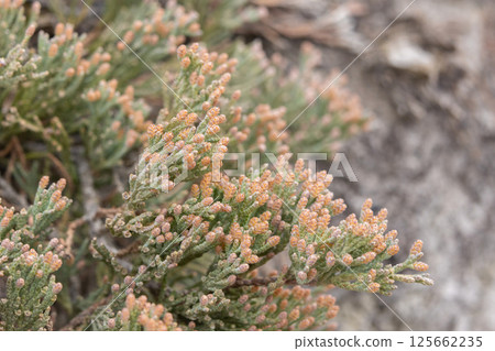 Bush of creeping juniper grows in the wild area in spring. Bush of creeping juniper grows in the wild area in spring. 125662235