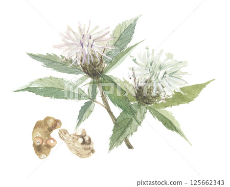 大果蒼朮花和根的水彩畫 125662343