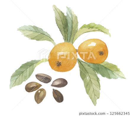 Watercolor painting of loquat with leaves and seeds 125662345