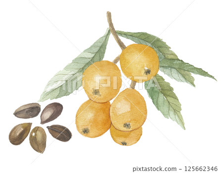 Watercolor painting of loquat with leaves and seeds 125662346