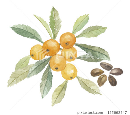 枇杷葉和種子的水彩畫 枇杷葉和種子的水彩畫 125662347