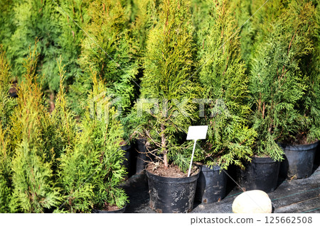 Neat rows of pots with green thuja seedlings Neat rows of pots with green thuja seedlings 125662508
