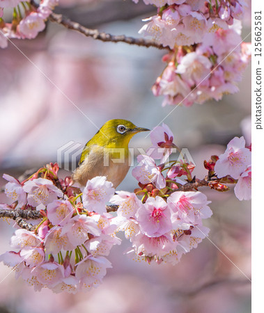 [Ryogokubashi East Park] A Japanese white-eye resting on a cherry blossom branch [Kanzakura] 125662581