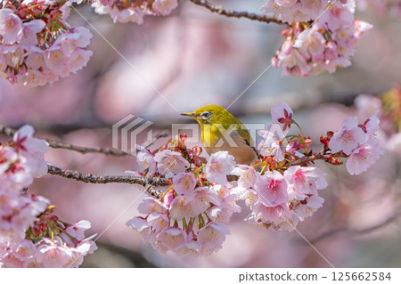 [Ryogokubashi East Park] A Japanese white-eye resting on a cherry blossom branch [Kanzakura] 125662584