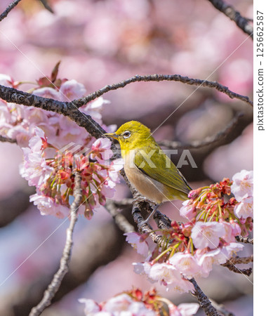 [兩國橋東公園] 停在櫻花枝上的繡眼鳥 [寒櫻] 125662587