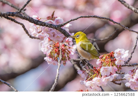 [Ryogokubashi East Park] A Japanese white-eye resting on a cherry blossom branch [Kanzakura] 125662588