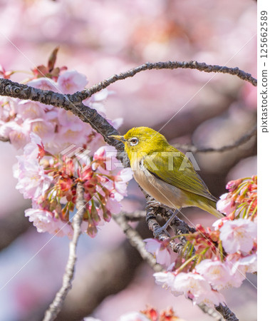 [Ryogokubashi East Park] A Japanese white-eye resting on a cherry blossom branch [Kanzakura] 125662589