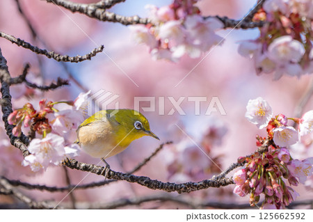 [兩國橋東公園] 停在櫻花枝上的繡眼鳥 [寒櫻] 125662592