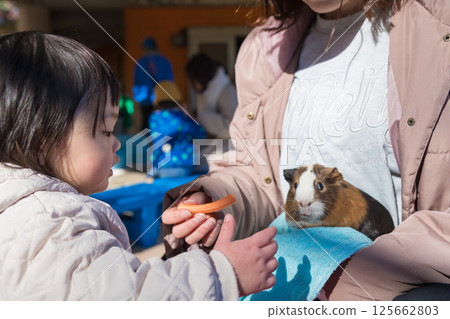 [相模原市麻溝公園動物遊樂區，一歲兒童正在觀察天竺鼠] 125662803