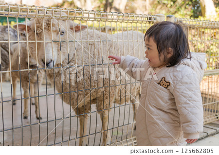 [A one-year-old child touching a sheep at the animal play area in Sagamihara City Asamizo Park] 125662805