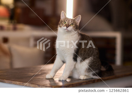 A Cute Cat lounging comfortably in a Bright and inviting Living Room filled with light 125662861