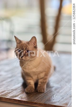 A Cute Cat lounging comfortably in a Bright and inviting Living Room filled with light 125662864