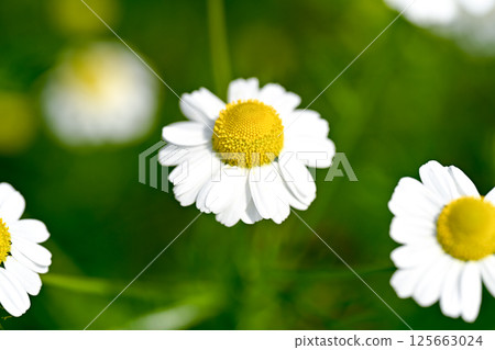 Chamomile 125663024