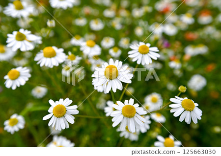 Chamomile 125663030