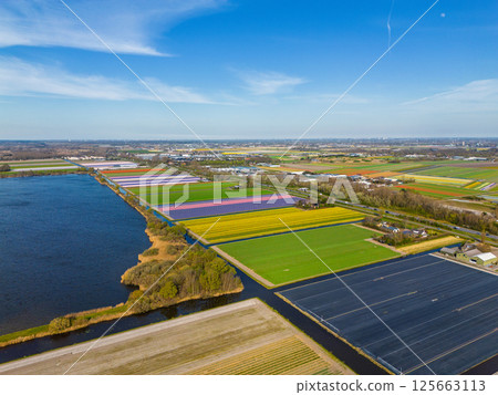 Aerial view of colorful tulip fields stretching along a lake, with neat rows of flowers in yellow, green, and purple under a clear blue sky in the Dutch countryside. Aerial view of colorful tulip fields stretching along a lake, with neat rows of flowers in yellow, green, and purple under a clear blue sky in the Dutch countryside. 125663113