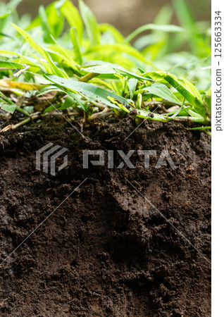 Soil with grass cut Soil with grass cut 125663334