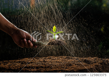A farmer watering the Spinach seedling that was planted in the nursery. A farmer watering the Spinach seedling that was planted in the nursery. 125663373