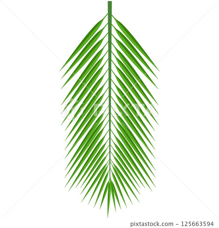 Tropical palm leaf isolated on white background Tropical palm leaf isolated on white background 125663594