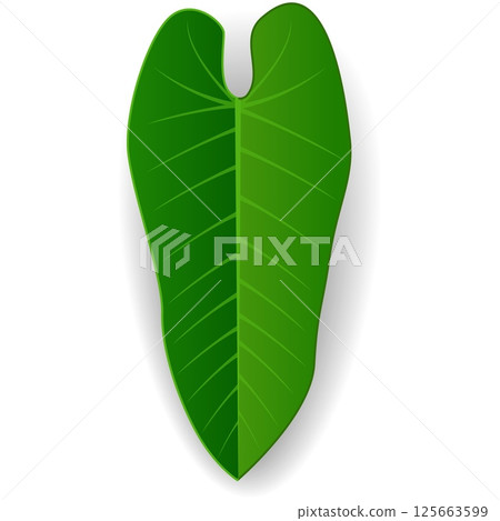 Coco palm foliage vector icon isolated on white Coco palm foliage vector icon isolated on white 125663599