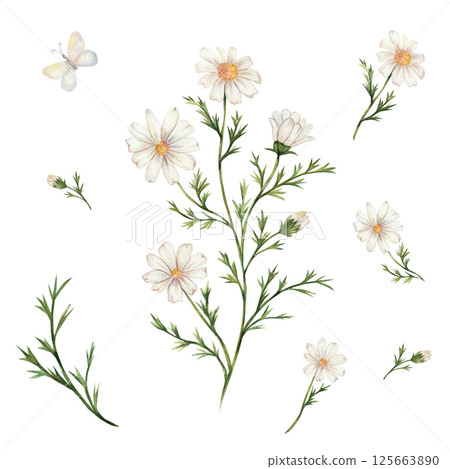 Chamomile and butterflies. Watercolor set of daisy flowers, leaves, buds. Isolated on a white background, hand painted. White flowers with a yellow center. For designing postcards, cards, invitations. Chamomile and butterflies. Watercolor set of daisy flowers, leaves, buds. Isolated on a white background, hand painted. White flowers with a yellow center. For designing postcards, cards, invitations. 125663890