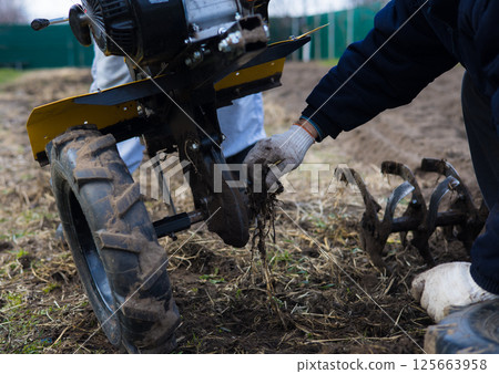 Farmer wearing gloves is diligently removing roots from the plow of a two-wheel tractor while cultivating soil in a garden, preparing the land for future planting and growth. 125663958