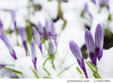 Purple crocus flowers pushing through snow, signaling spring's arrival in a vibrant garden filled with beauty and new life, contrasting delicate petals against the cold landscape. Purple crocus flowers pushing through snow, signaling spring's arrival in a vibrant garden filled with beauty and new life, contrasting delicate petals against the cold landscape. 125663960