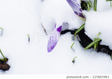 Purple and white crocus flowers, blooming from beneath a layer of melting snow in early spring, represent the stability and beauty of the changing seasons in nature. Primroses in the snow. Purple and white crocus flowers, blooming from beneath a layer of melting snow in early spring, represent the stability and beauty of the changing seasons in nature. Primroses in the snow. 125663961