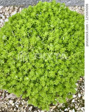 圓形濃密的景天屬植物 圓形濃密的景天屬植物 125664006