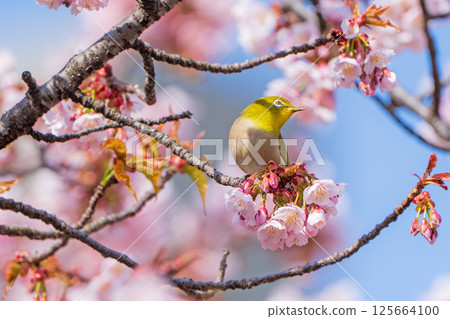 [Ryogokubashi East Park] A Japanese white-eye resting on a cherry blossom branch [Kanzakura] 125664100