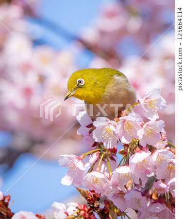 [Ryogokubashi East Park] A Japanese white-eye resting on a cherry blossom branch [Kanzakura] 125664114