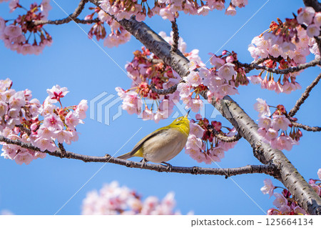[兩國橋東公園] 停在櫻花枝上的繡眼鳥 [寒櫻] 125664134