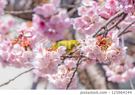 [Ryogokubashi East Park] A Japanese white-eye resting on a cherry blossom branch [Kanzakura] 125664144