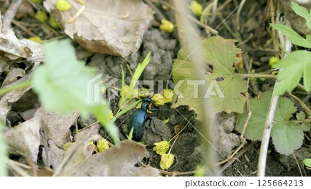 An Insect Discovery Amidst the Leafy Ground Cover of a Vibrant Ecosystem in Nature An Insect Discovery Amidst the Leafy Ground Cover of a Vibrant Ecosystem in Nature 125664213