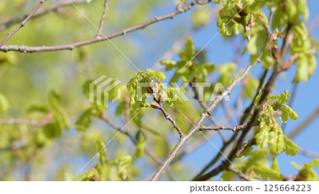 The Vibrant Green Leaves on Branches Stand Out Beautifully Against the Clear Blue Sky 125664223