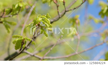 Fresh Green Leaves Glistening on Branch against Clear Blue Sky Above, a Perfect Day 125664224