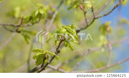 Fresh, vibrant Green Leaves flourishing on Branches during the beautiful Springtime season 125664225